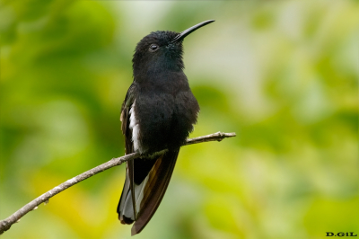 PICAFLOR NEGRO (Florisuga fuscus) - Itatiaia - BRASIL (Octubre 2025)